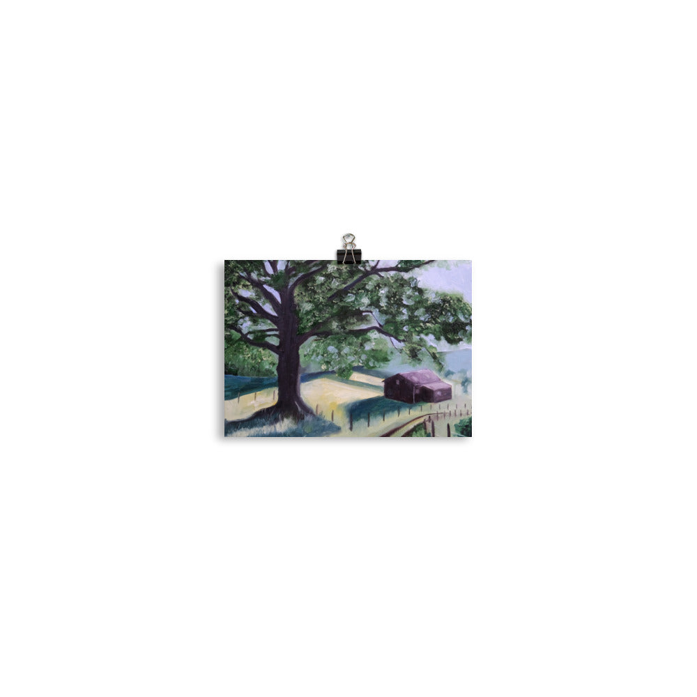 Oak tree and barn
