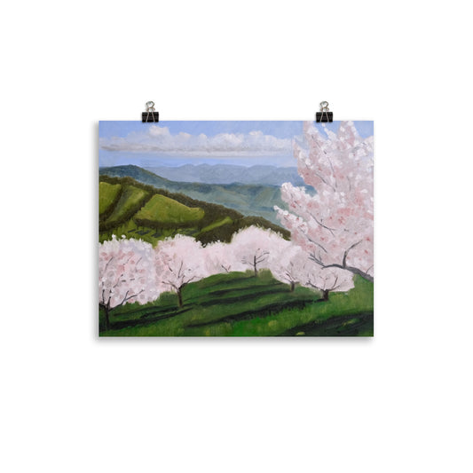 Cherry orchard