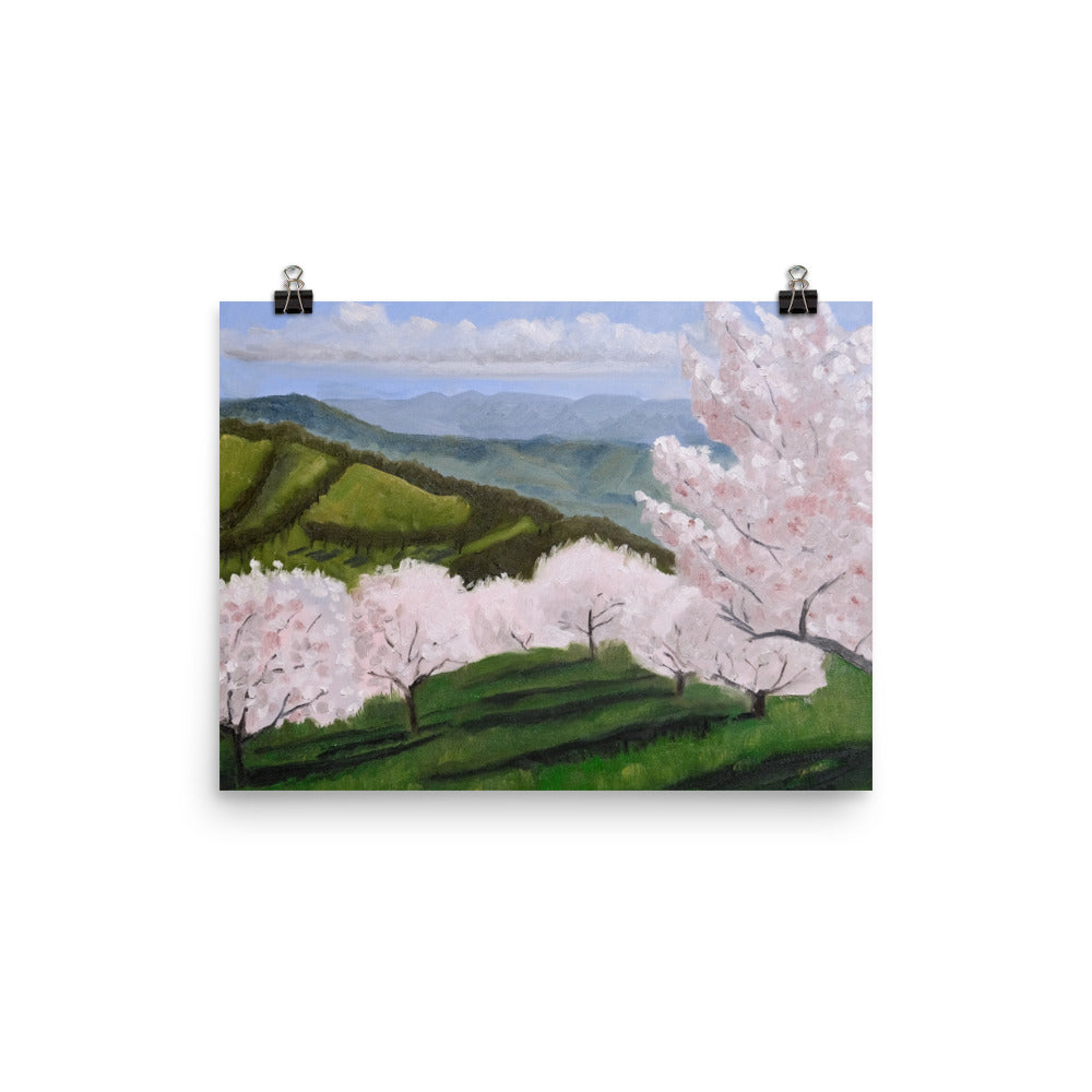 Cherry orchard