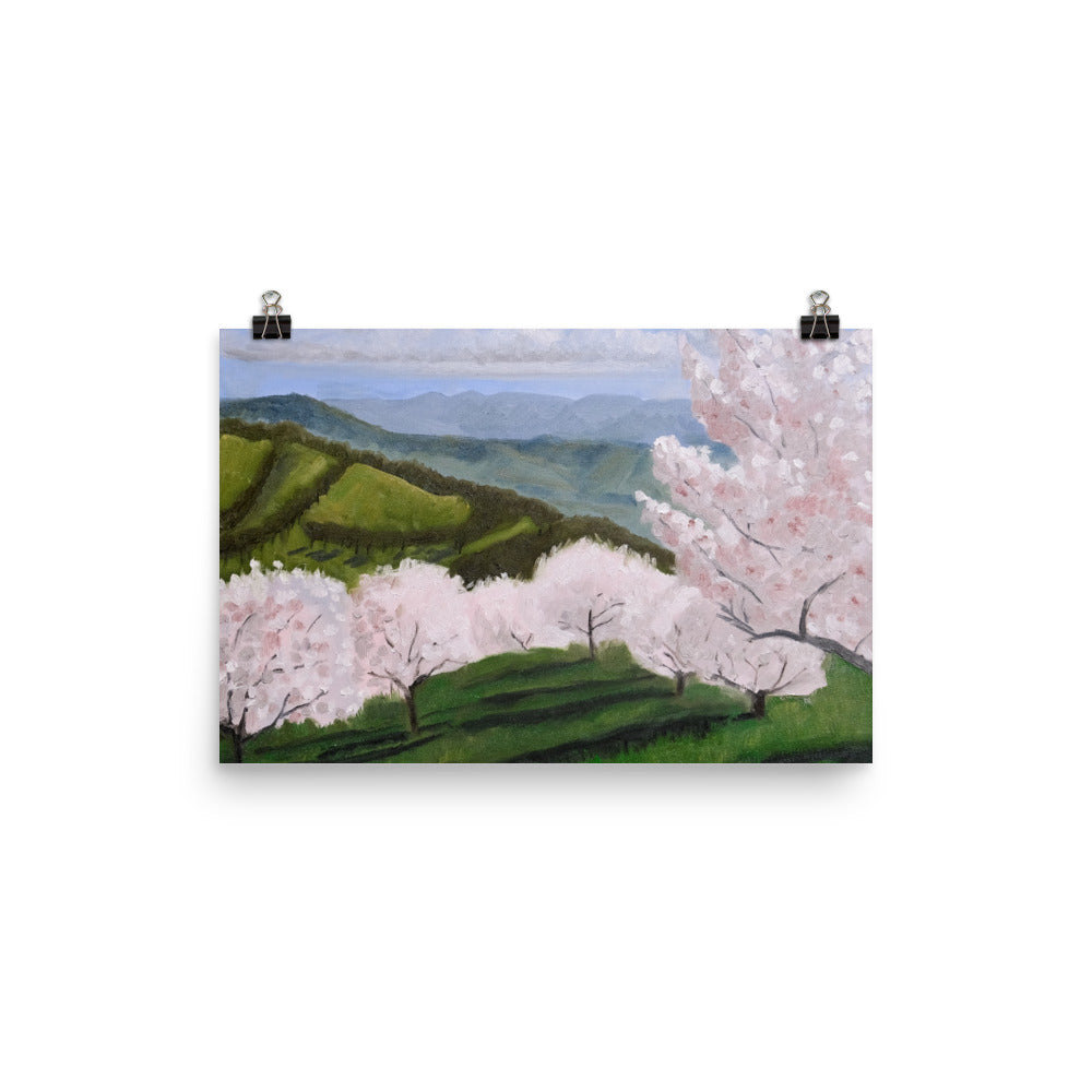 Cherry orchard