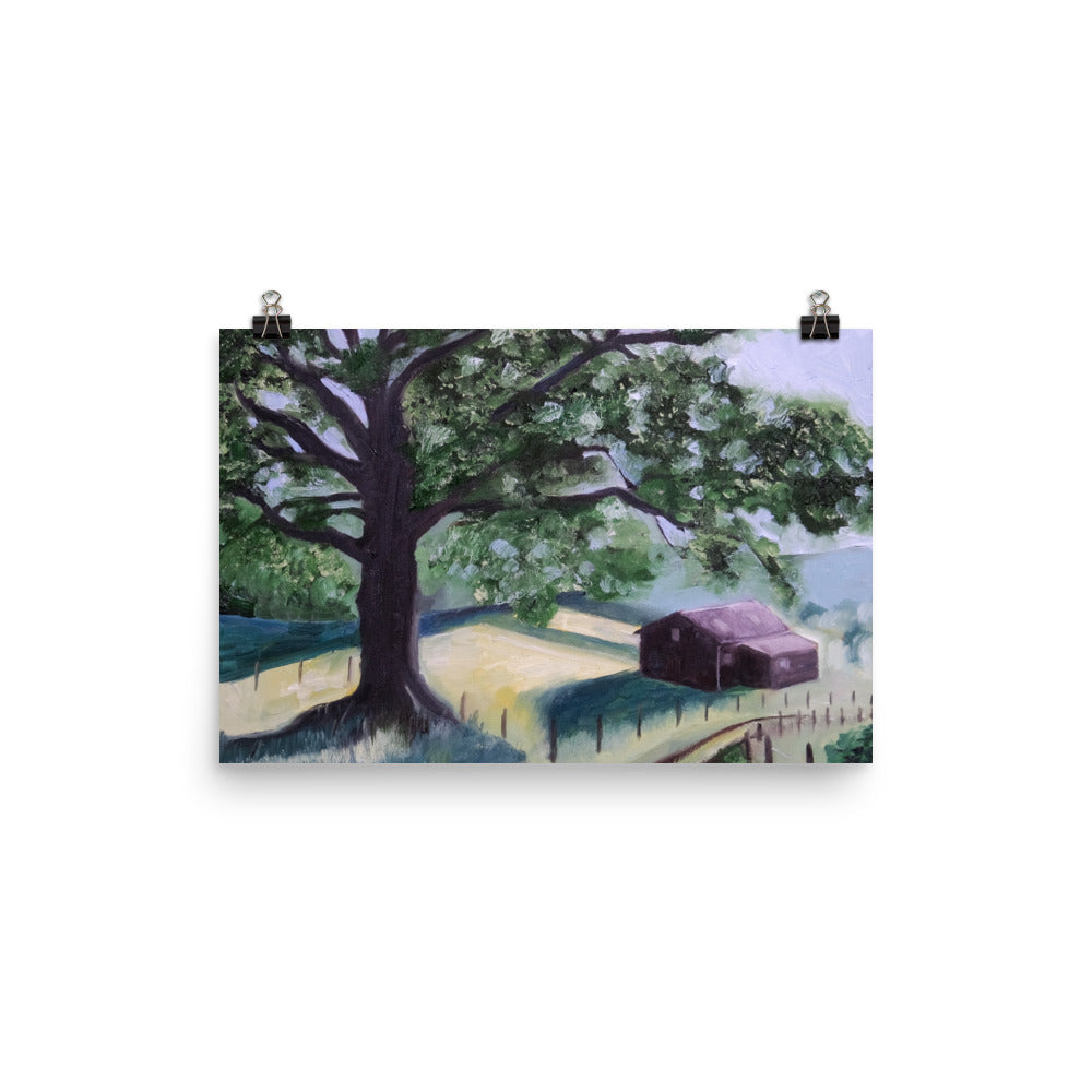 Oak tree and barn