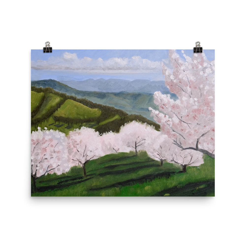 Cherry orchard