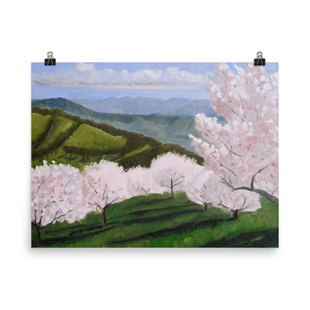 Cherry orchard
