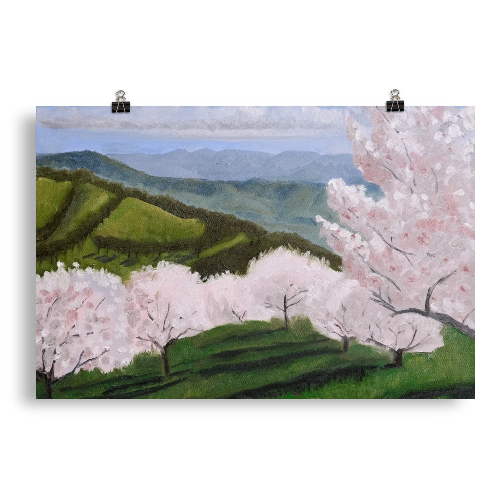 Cherry orchard