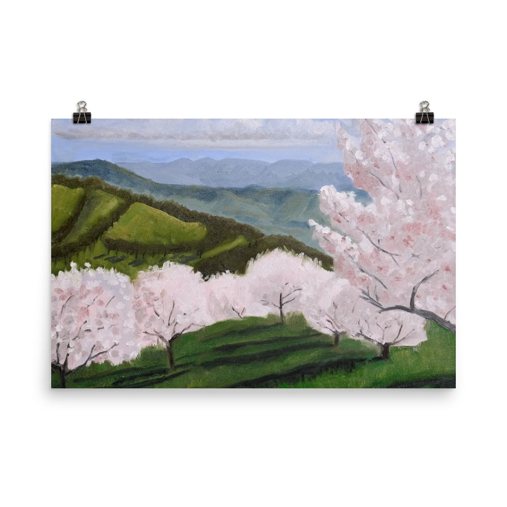 Cherry orchard