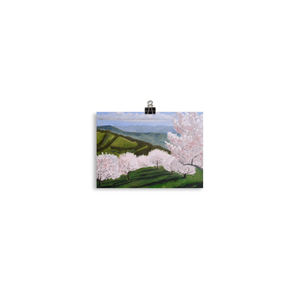 Cherry orchard