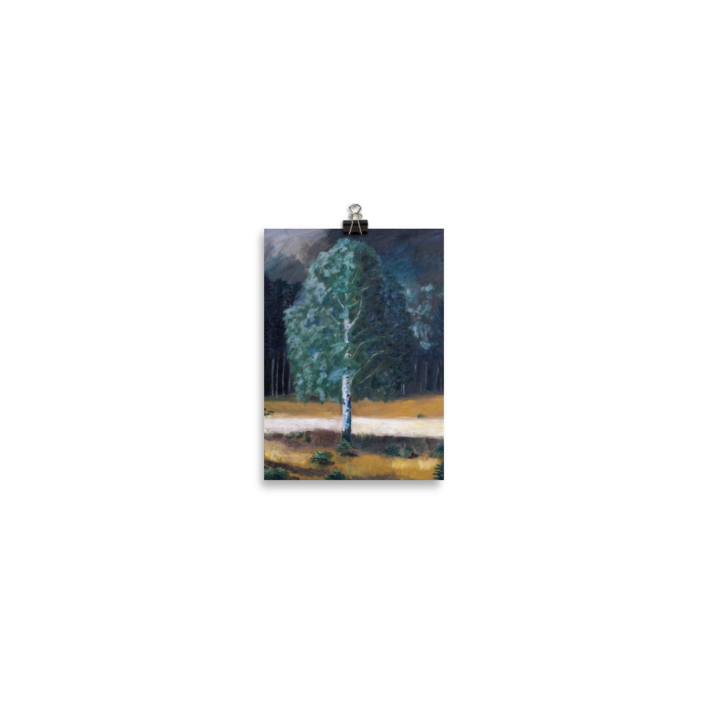 Birch tree