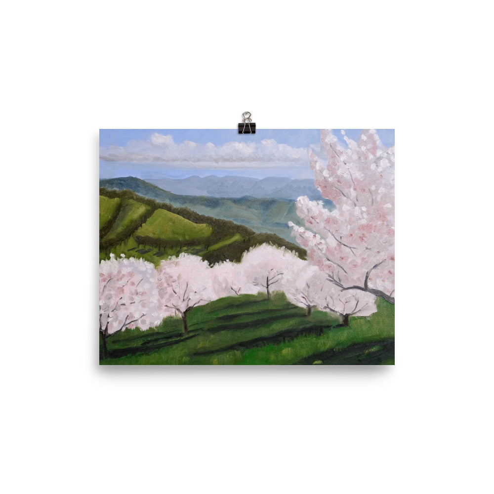 Cherry orchard